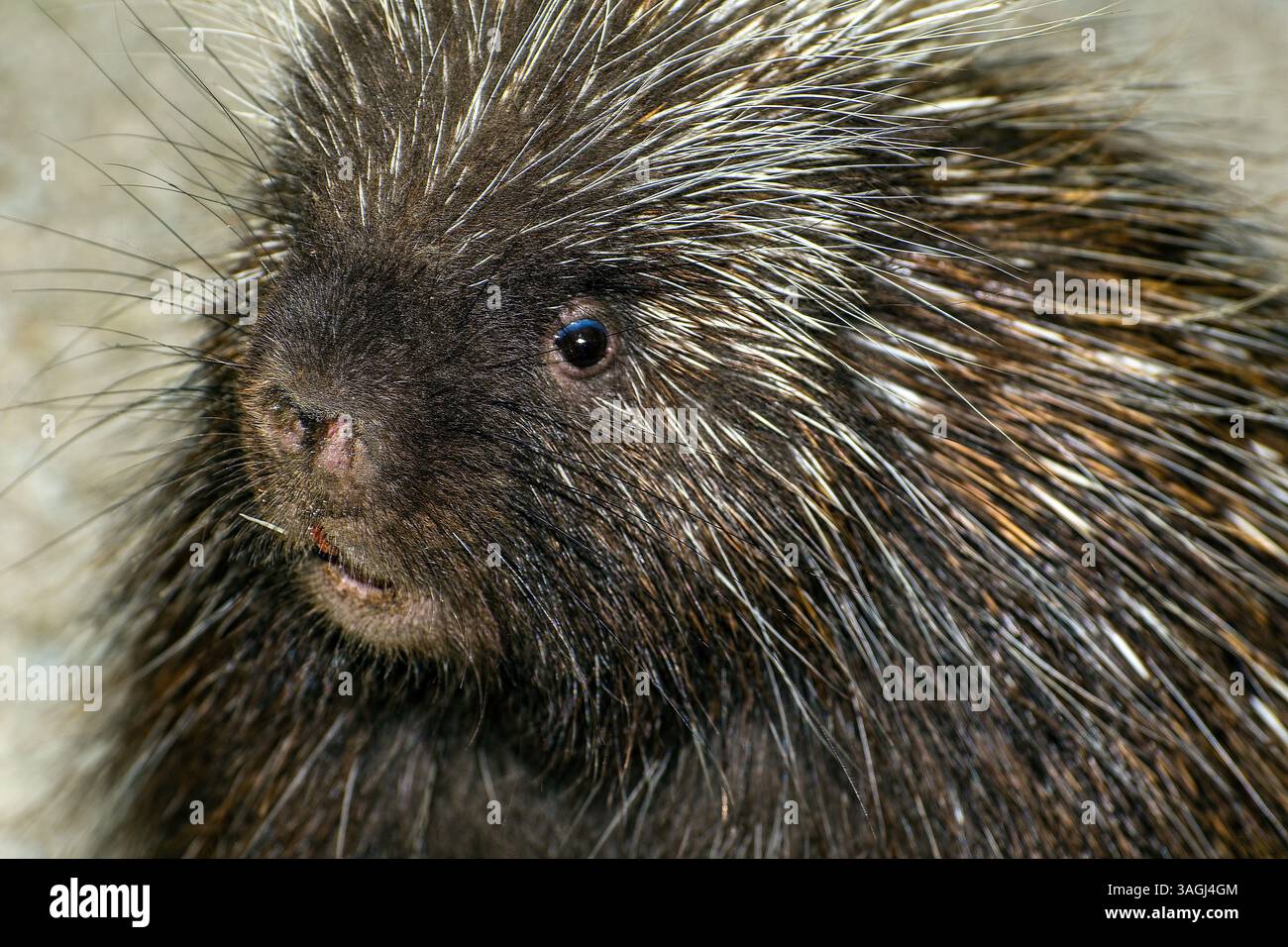 Nordamerikanische Stachelschweine, Nahaufnahme mit 45 Grad-Kamera. Stockfoto