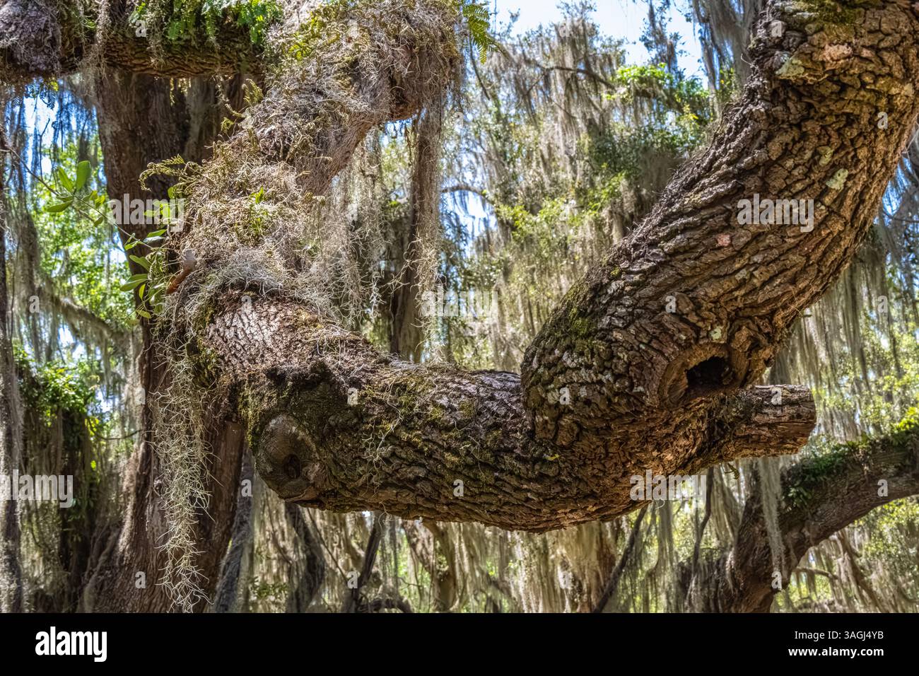Eiche mit spanischem Moos am Fort Frederica National Monument auf St. Simons Island in Georgia. (USA) Stockfoto