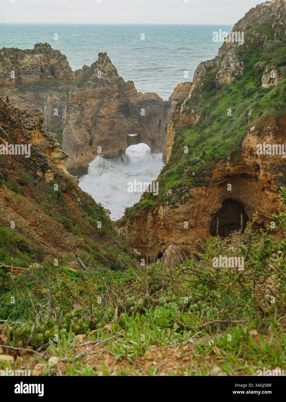 Portugal, Algarve, Lagos, Ponta da Piedade, Park, Klippen Leuchtturm, Wanderwege, Naturpfade, Blumen, einheimische Blumen an der Südostküste, Wanderwege, Wanderwege, cr Stockfoto