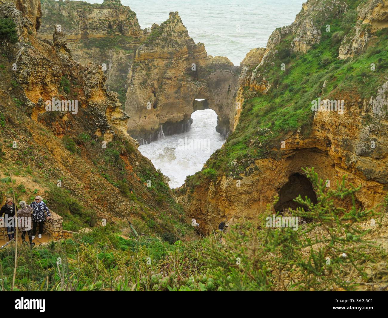Portugal, Algarve, Lagos, Ponta da Piedade, Park, Klippen Leuchtturm, Wanderwege, Naturpfade, Blumen, einheimische Blumen an der Südostküste, Wanderwege, Wanderwege, cr Stockfoto