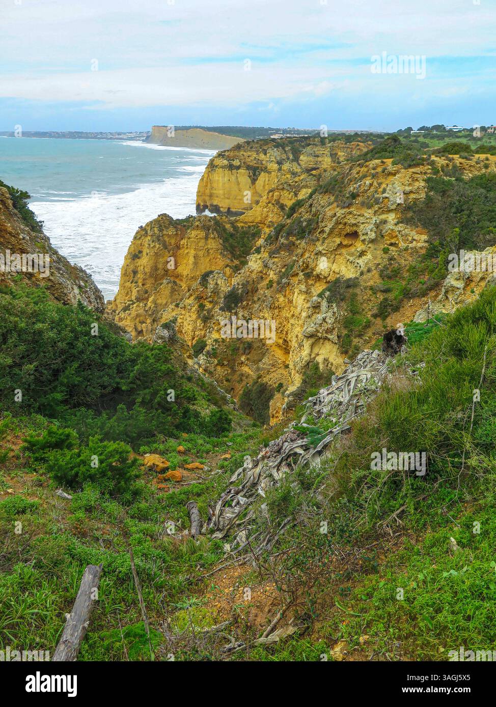 Portugal, Algarve, Lagos, Ponta da Piedade, Park, Klippen Leuchtturm, Wanderwege, Naturpfade, Blumen, einheimische Blumen an der Südostküste, Wanderwege, Spaziergänge, Stockfoto