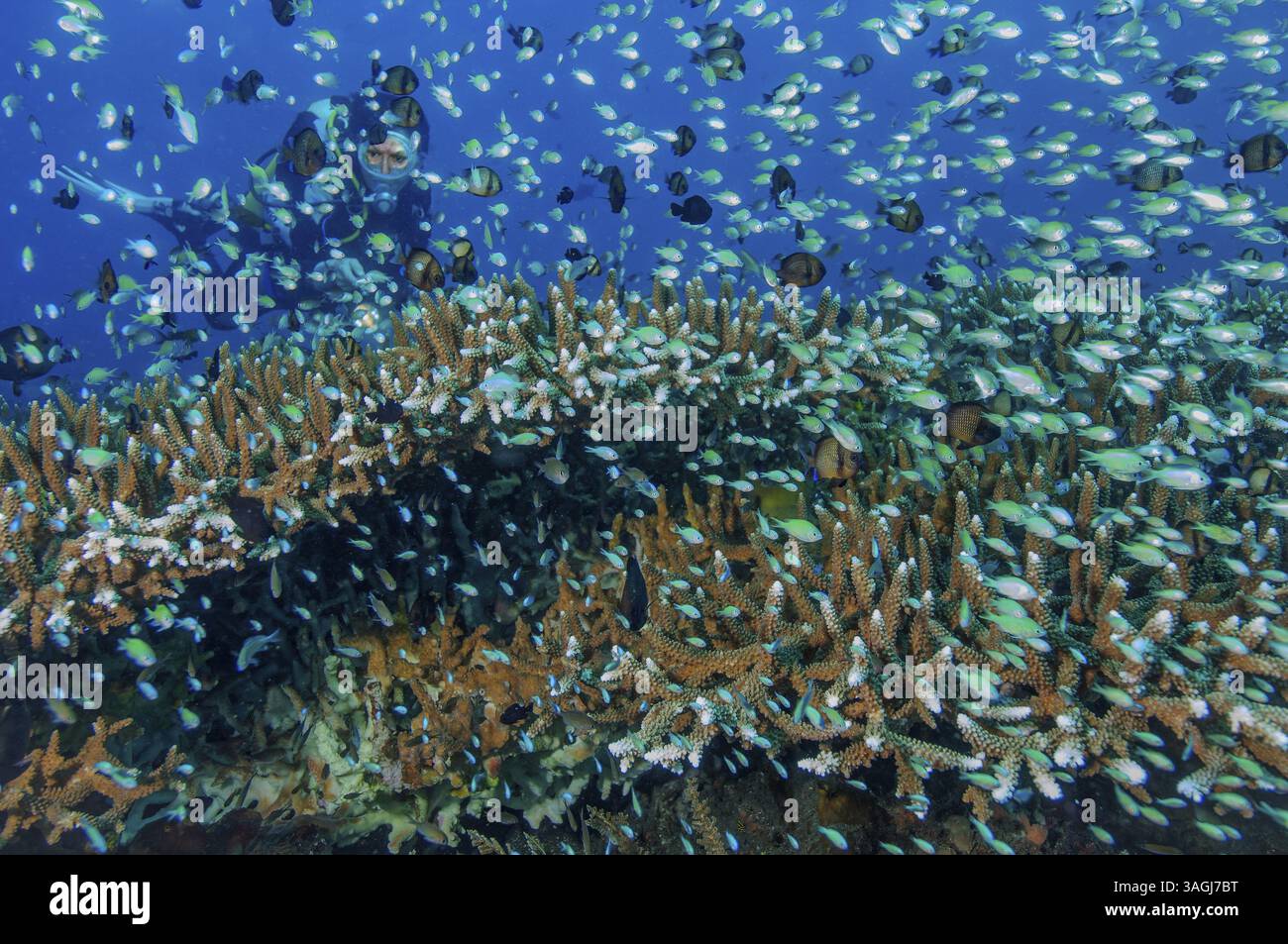 Taucher auf der linken Seite im Hintergrund, der große Schwarm tropischer Bannerfische von Green Chromis viridis sieht, die über Staghornkorallen (Acropora) Riff-b schwimmen Stockfoto