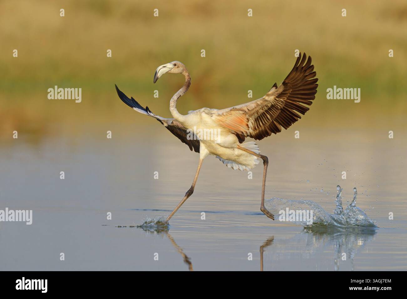 Pink Flamingo, (Phoenicopterus ruber), Phoenicopterus roseus, Tiere, Vögel, flamingo, Biotope, Lebensraum, Gewässer, Futtersuche, Lesbos, Salalah, Dhofar, G Stockfoto