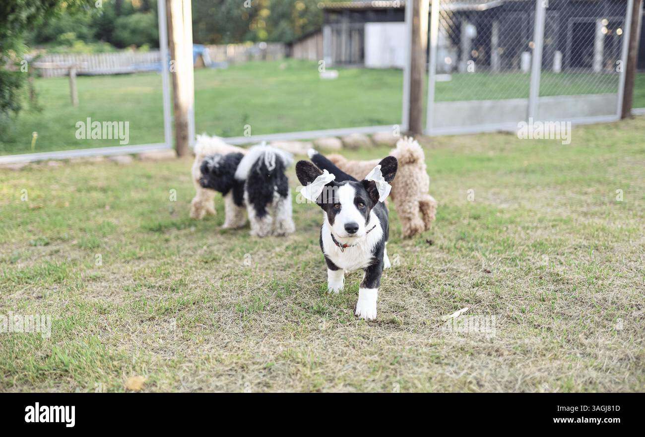 Ein Hund läuft energisch auf die Kamera zu Stockfoto