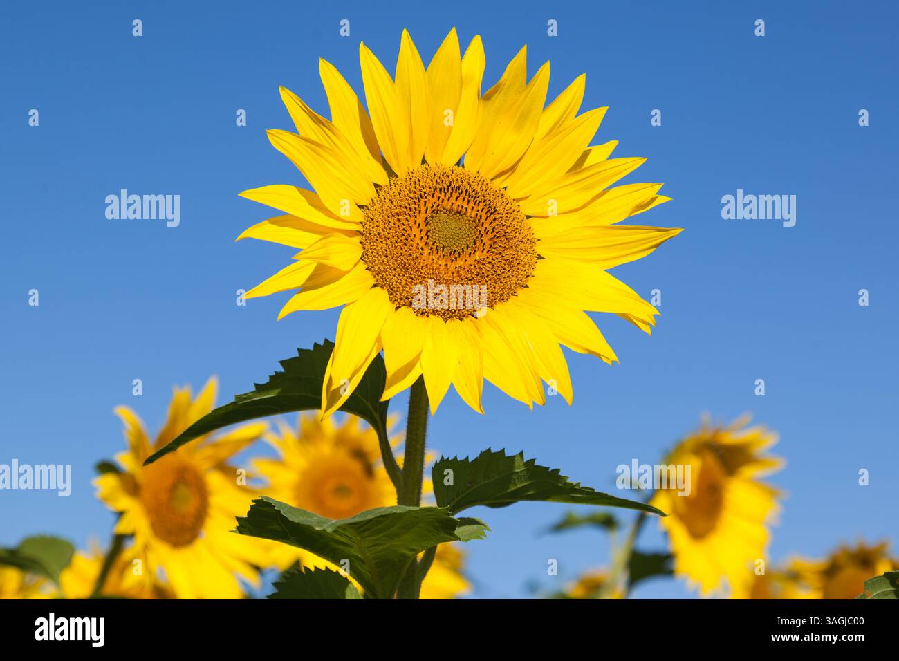 Sonnenblume mit blauem Himmel im Hintergrund Stockfoto