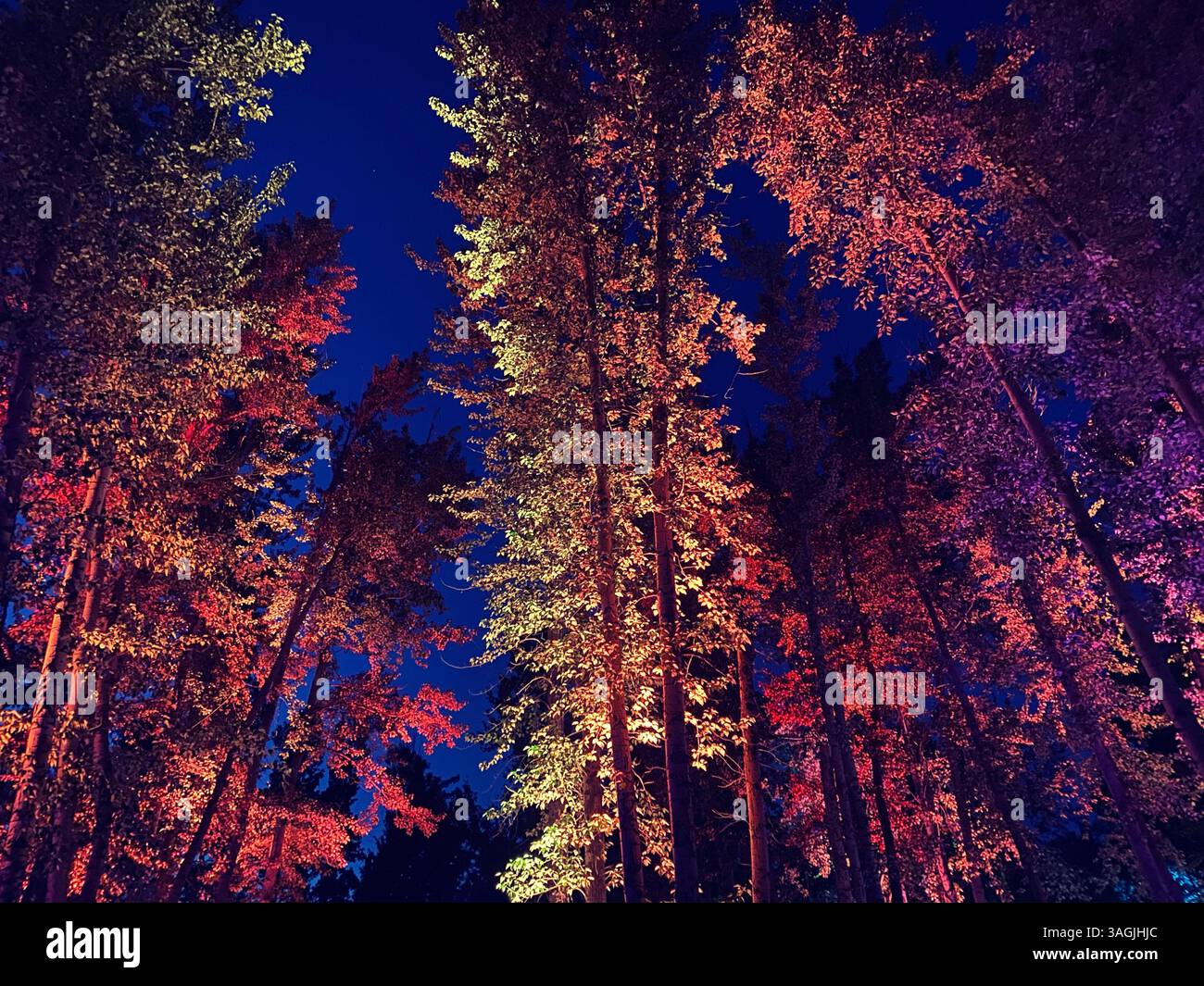 Verzauberter Wald bei Nacht beleuchtet - Smartphone-aufgenommenes Stockfoto