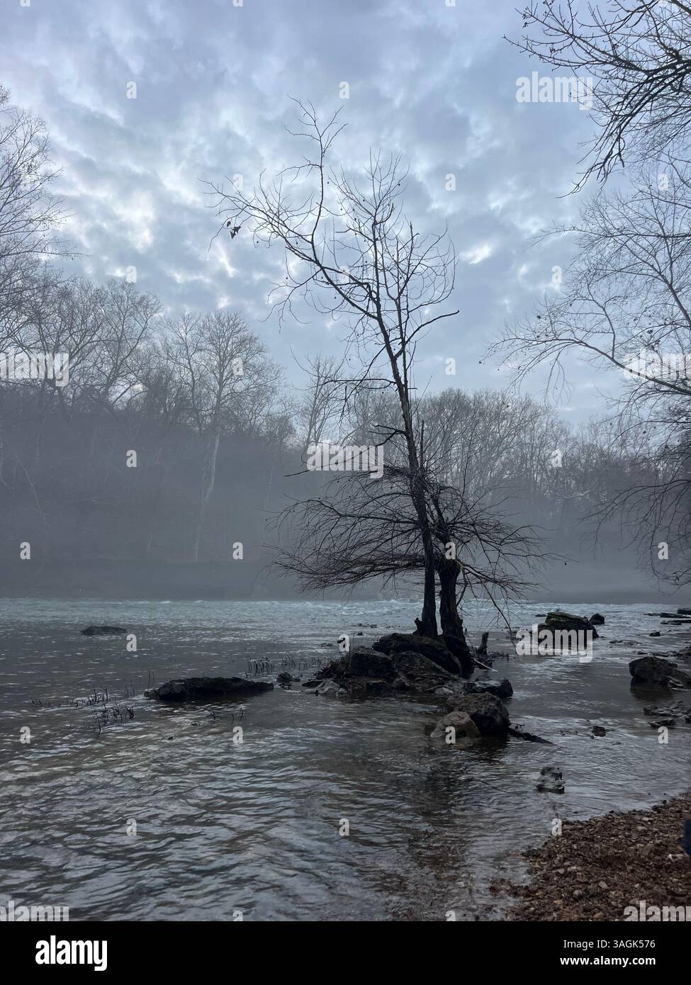 Fog Rolls über einem ruhigen Creek und Lone Tree - Smartphone-aufgenommenes Stockfoto