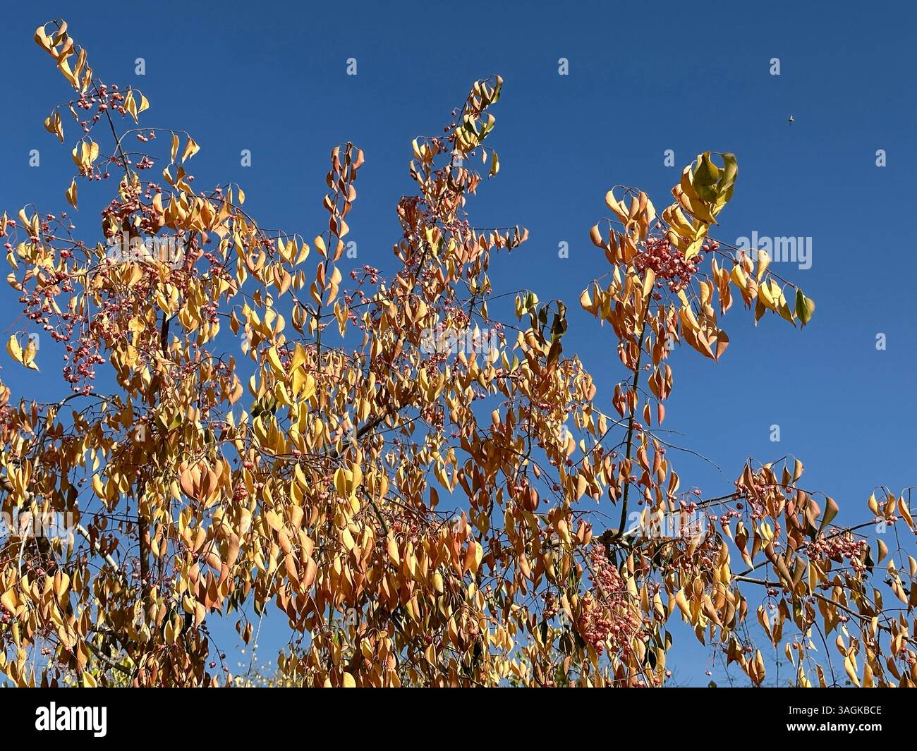Herbstbaum mit bunten Blättern Stockfoto