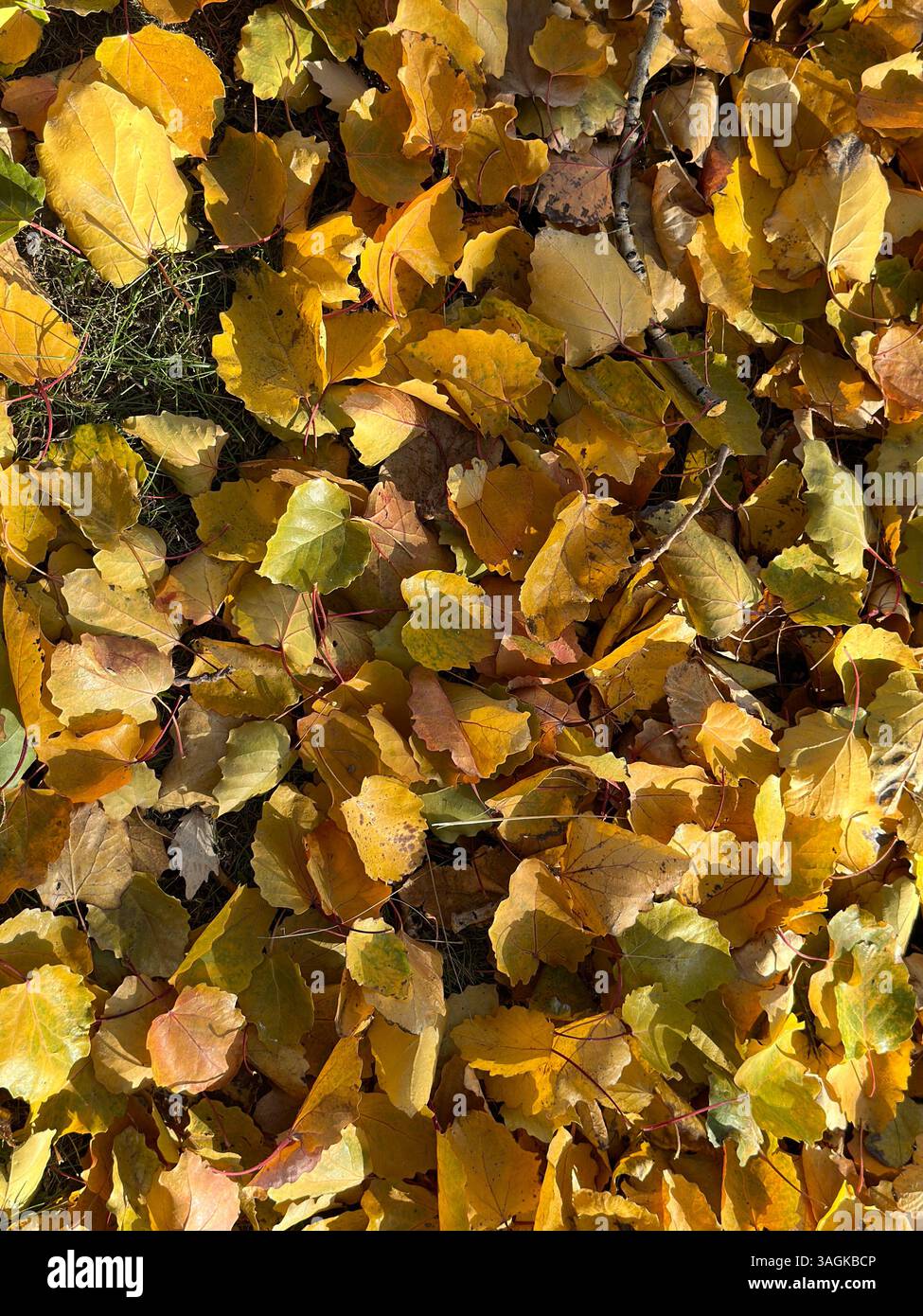 Leuchtende Herbstblätter sorgen für eine atemberaubende Darstellung goldgelber Texturen auf dem Boden. - Smartphone-aufgenommenes Stockfoto