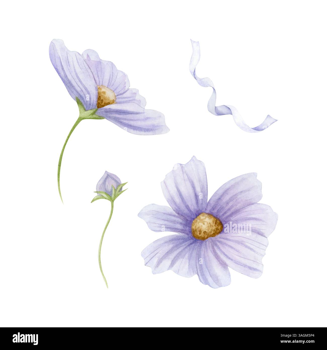 Pastelllila Wildblumen Aquarellillustration Set isoliert auf weiß. Violetter Kosmos mit Knospen und Band für Hochzeit im Frühling oder Sommer Stockfoto