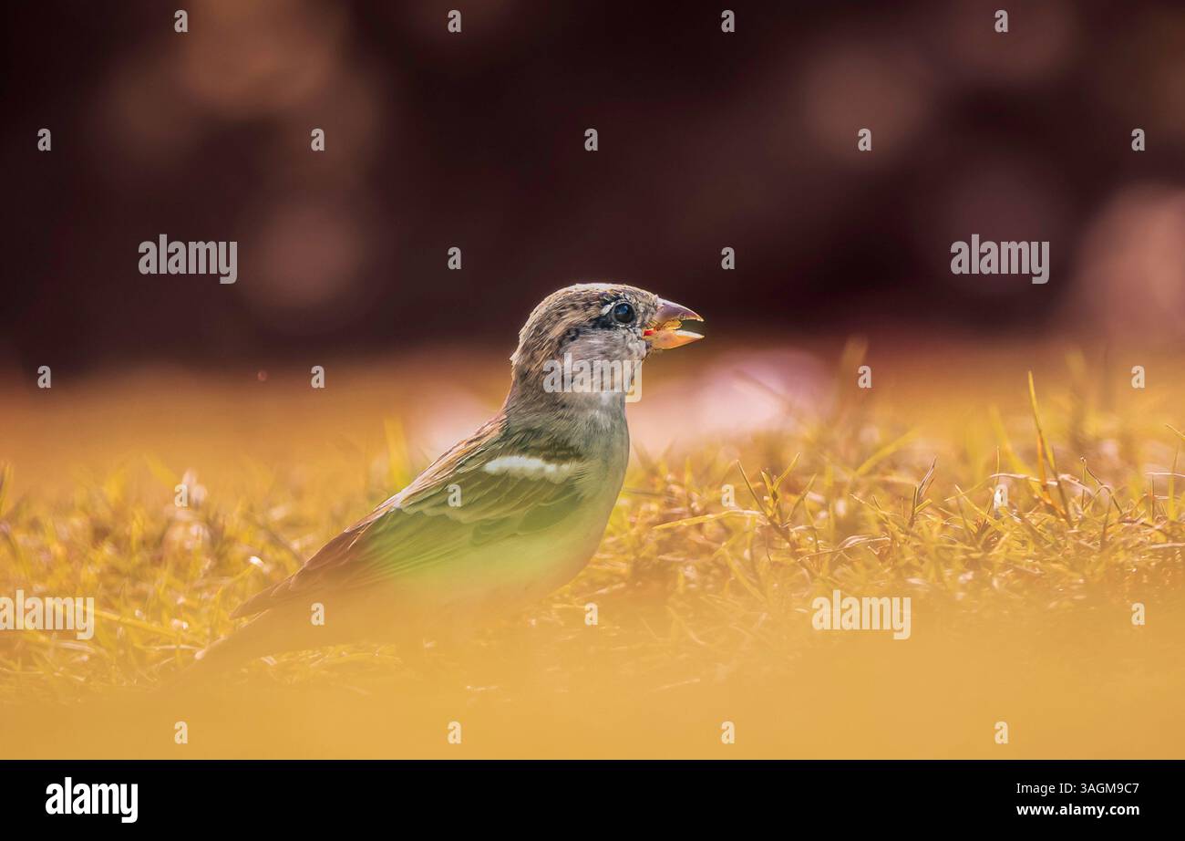 Spatzen auf Gras mit warmem Sonnenlicht Stockfoto