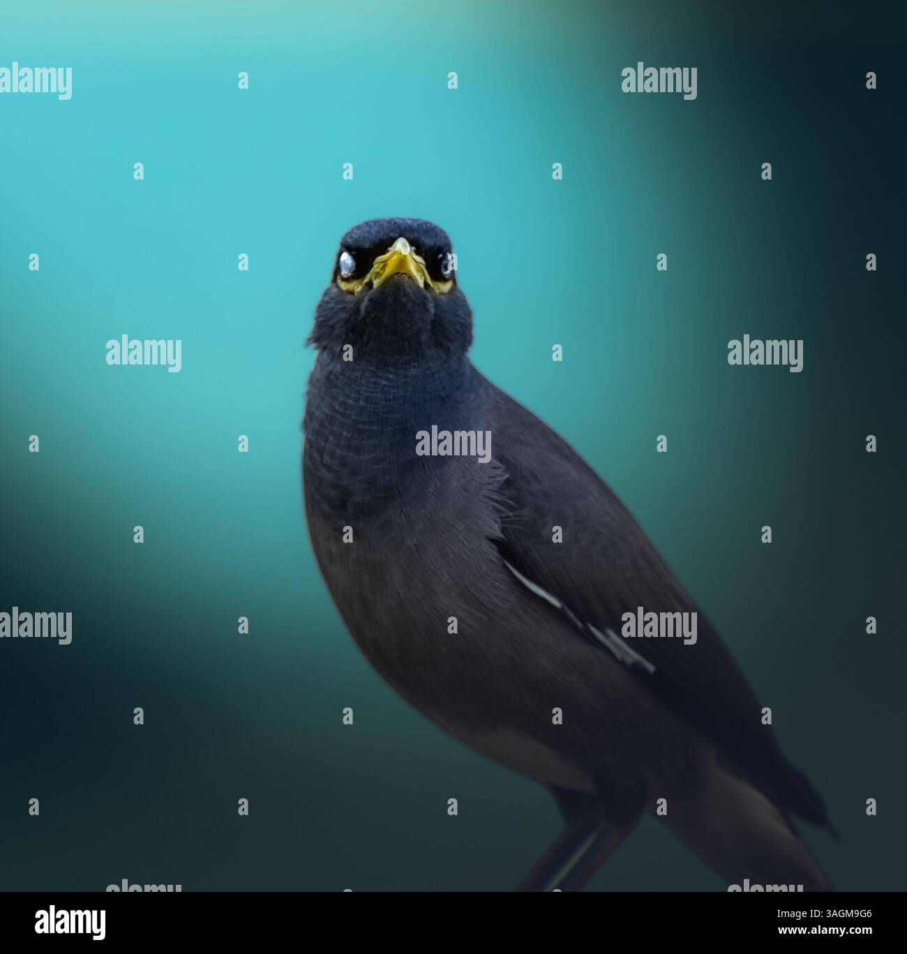 Diese faszinierende Nahaufnahme zeigt einen Myna-Vogel mit auffälligen schwarzen Federn und einem leuchtend gelben Schnabel vor einem wunderschön verschwommenen Hintergrund. Stockfoto