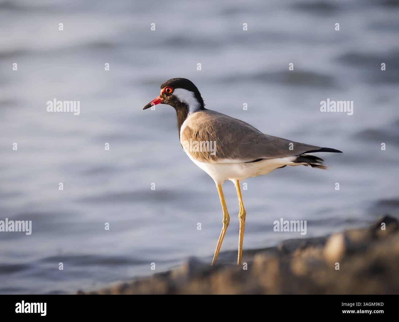 Roter Sturz, der in der Nähe des Wassers steht Stockfoto