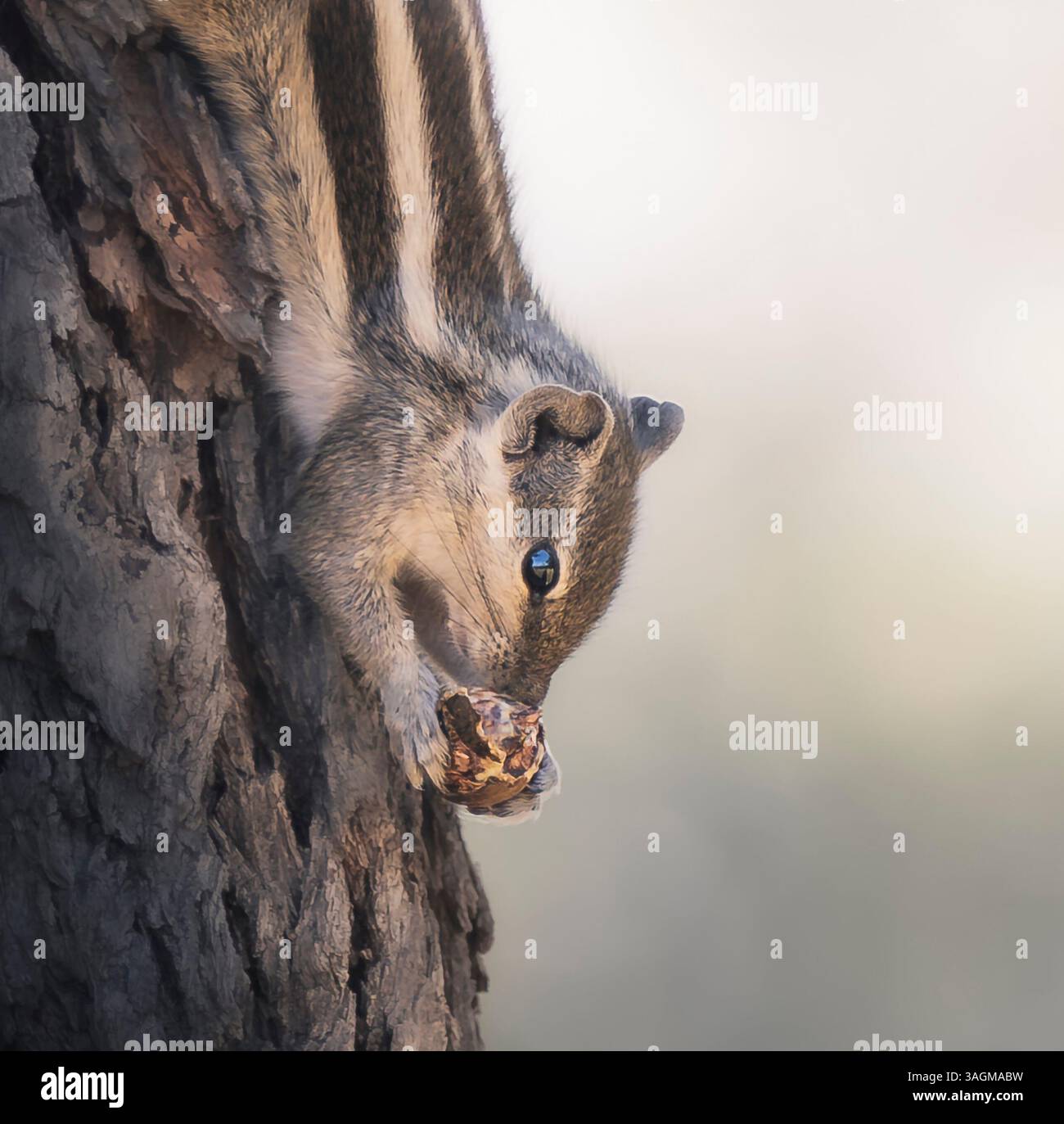 Dieses faszinierende Nahaufnahme-Bild zeigt ein Eichhörnchen, das sich sanft an einem Baum festklammert, während es an einer Nuss knabbert und sein gestreiftes Fell zeigt. Stockfoto