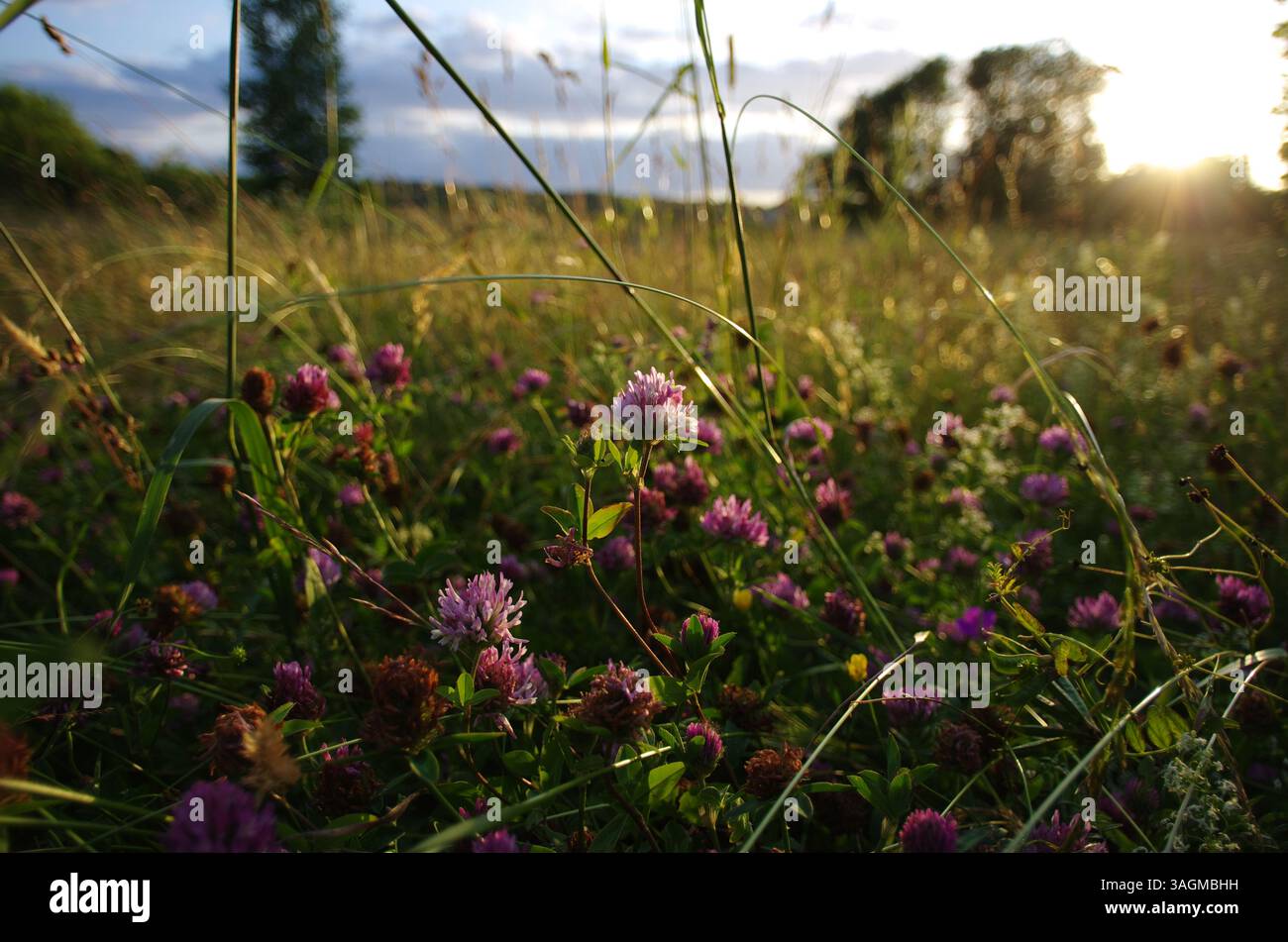 Wiesenkleeblumen im Vordergrund beleuchtet von der Abendsonne und einer Sommerwiese auf einem verschwommenen Hintergrund Stockfoto