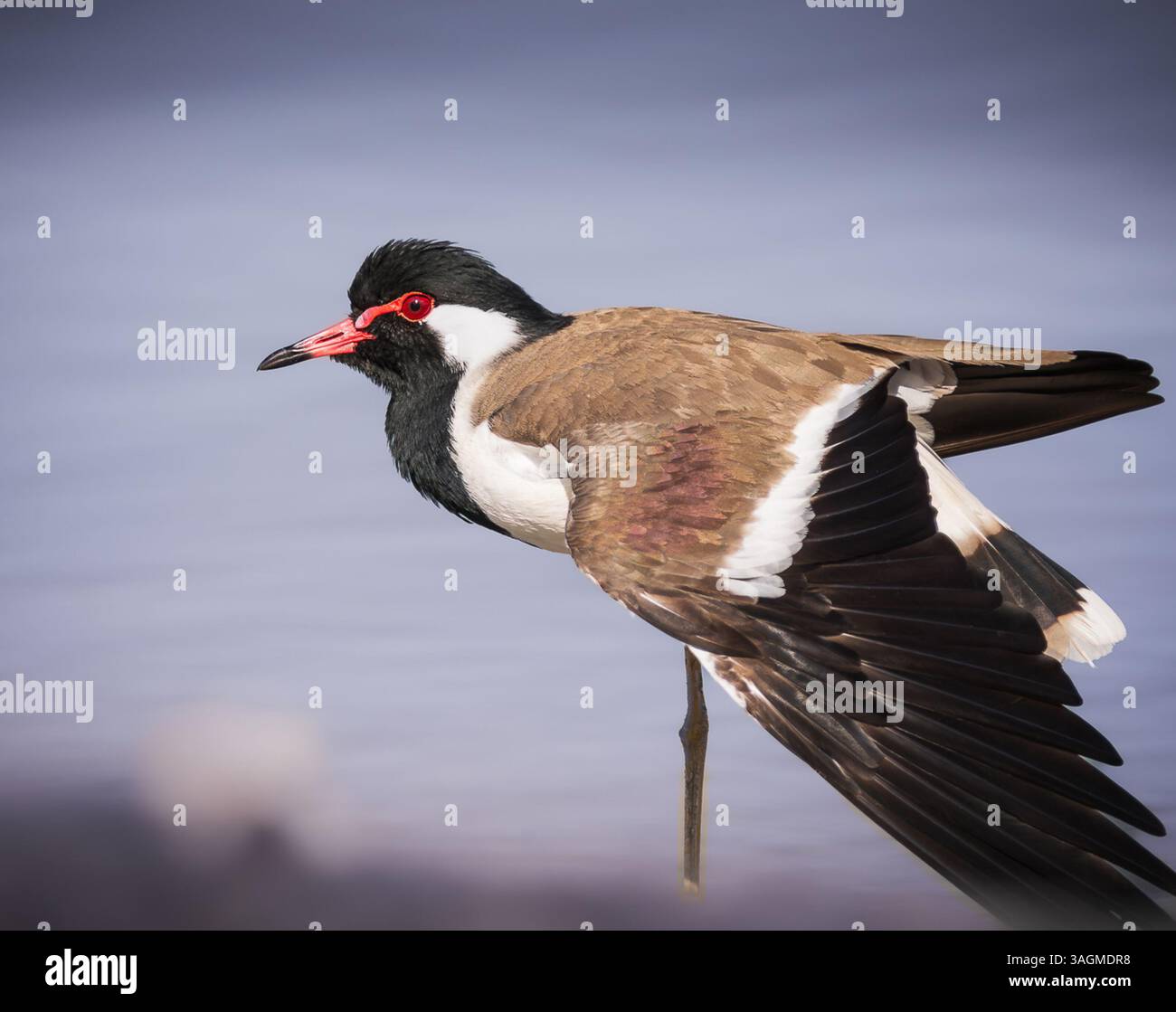 Roter Sturz, der in der Nähe des Wassers steht Stockfoto