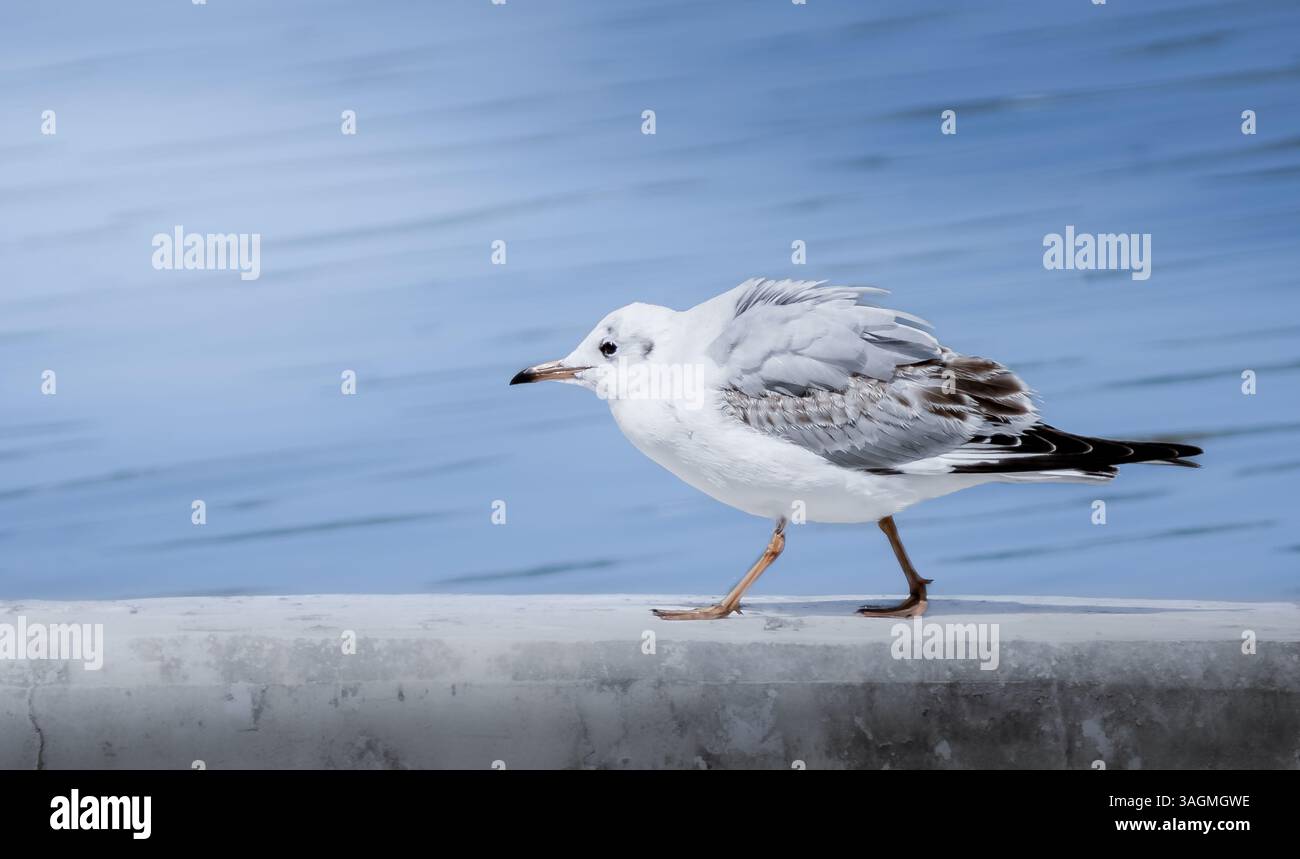 Dieses fesselnde Bild zeigt eine Möwe, die entlang der Küste spaziert und ein Gefühl von Ruhe und Ruhe ausstrahlt. Seine eleganten Federn und die schwache Demut Stockfoto