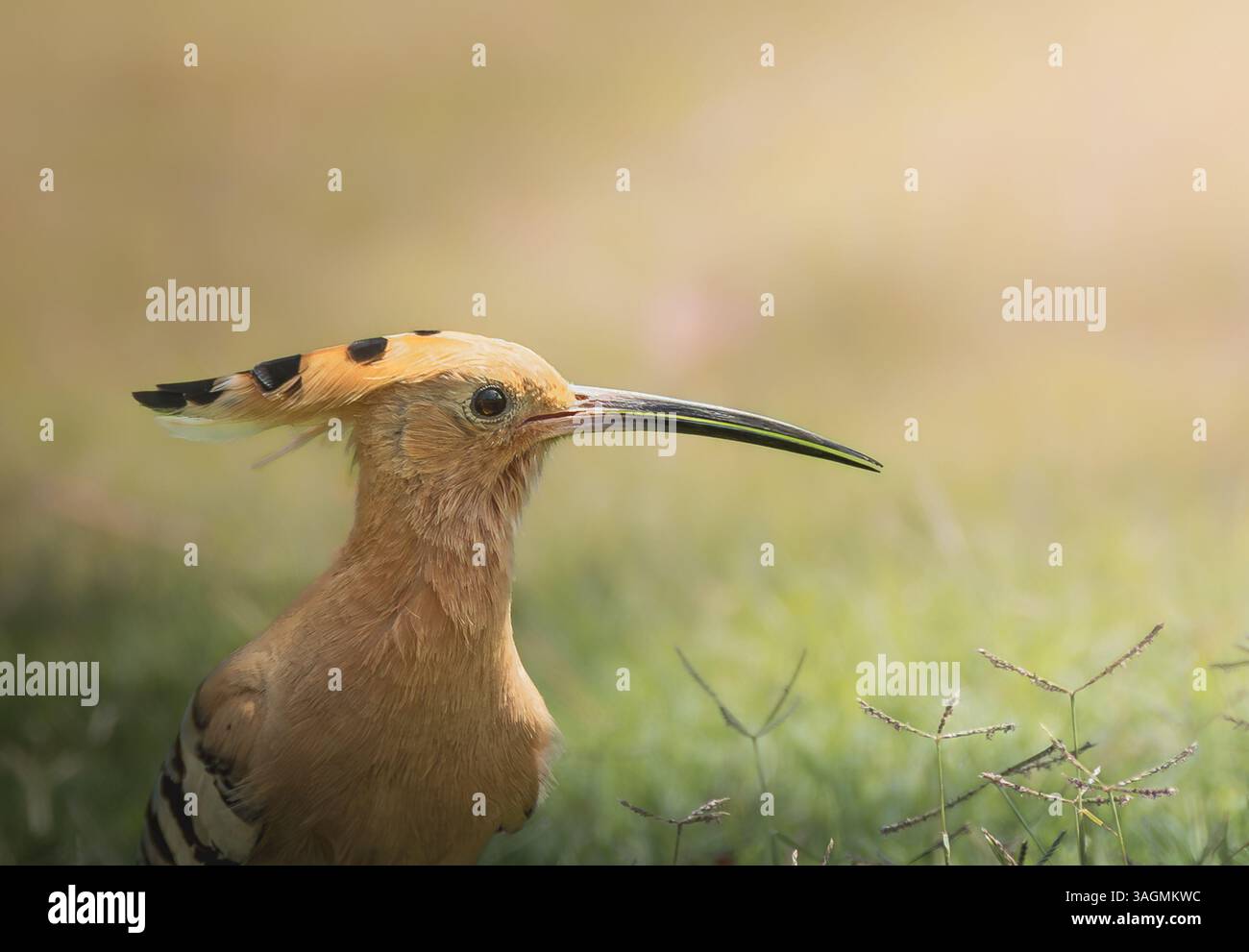 Diese faszinierende Nahaufnahme eines Wiedehns zeigt sein leuchtendes Gefieder in Orange- und Schwarztönen und unterstreicht seine einzigartige Krone. Stockfoto