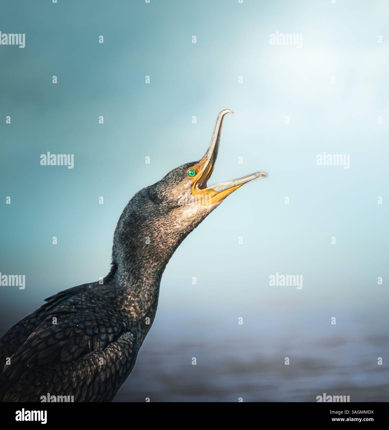 Der große Kormoran mit offenem Schnabel Stockfoto