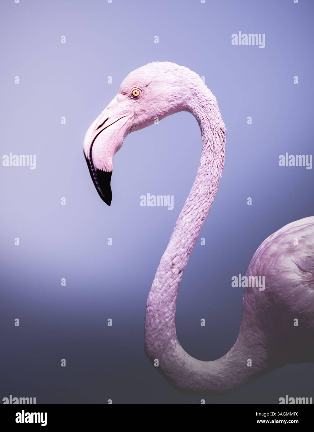 Flamingo Nahaufnahme auf blauem Hintergrund Stockfoto