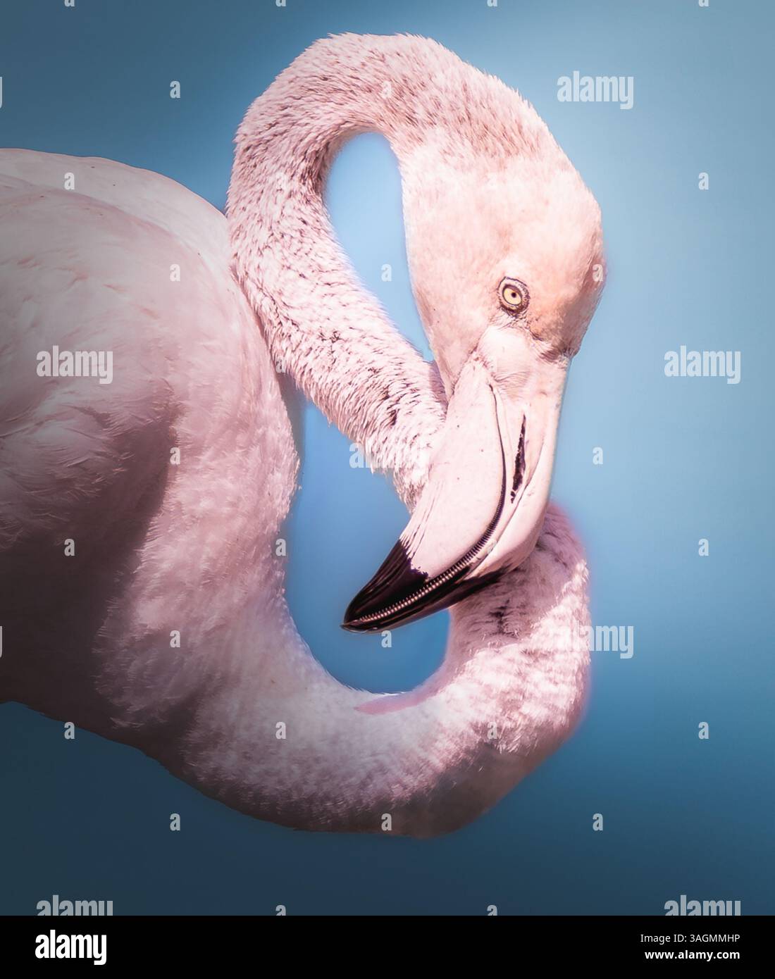 Flamingo Nahaufnahme auf blauem Hintergrund Stockfoto