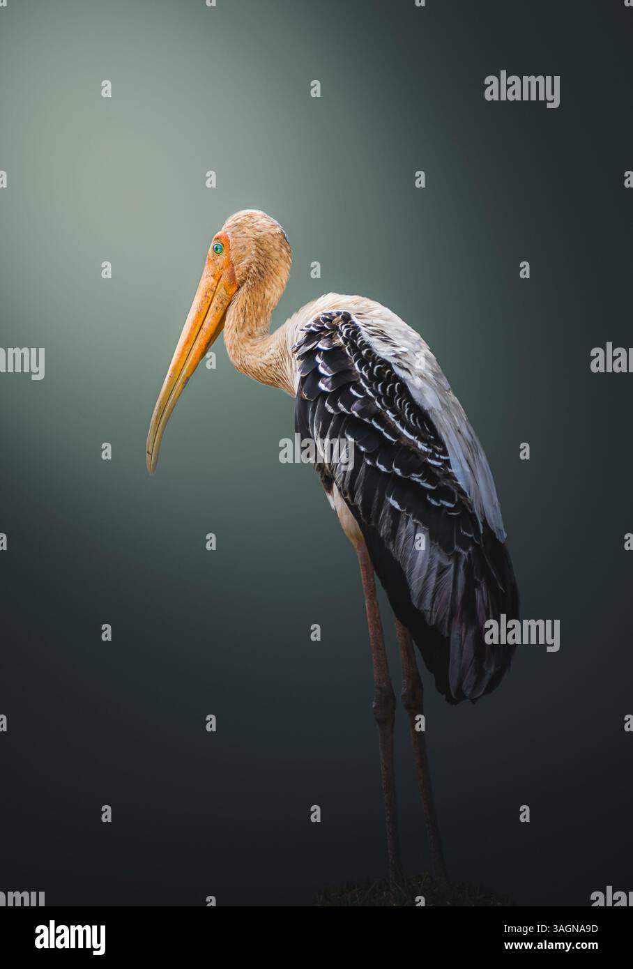 Ein auffälliges Porträt eines gemalten Storchs (Mycteria leucocephala), der anmutig auf einem dunklen, sanft beleuchteten Hintergrund steht. Das leuchtende Orange des Vogels. Stockfoto