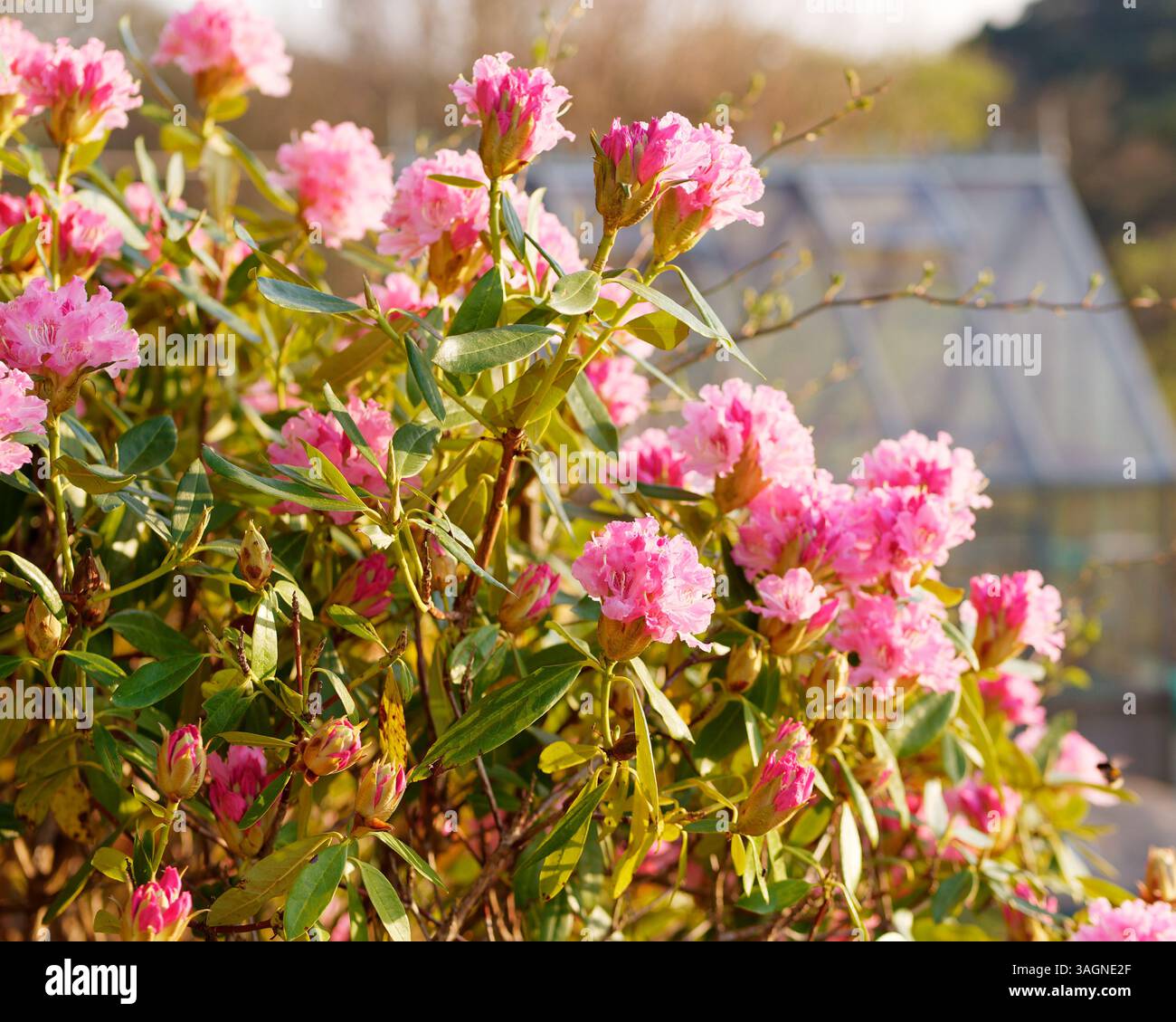 Wunderschöne rosa Blumen beleuchtet durch Abendlicht mit einem Gewächshaus dahinter in Biddulph, Staffordshire, 9. April 2025 Stockfoto