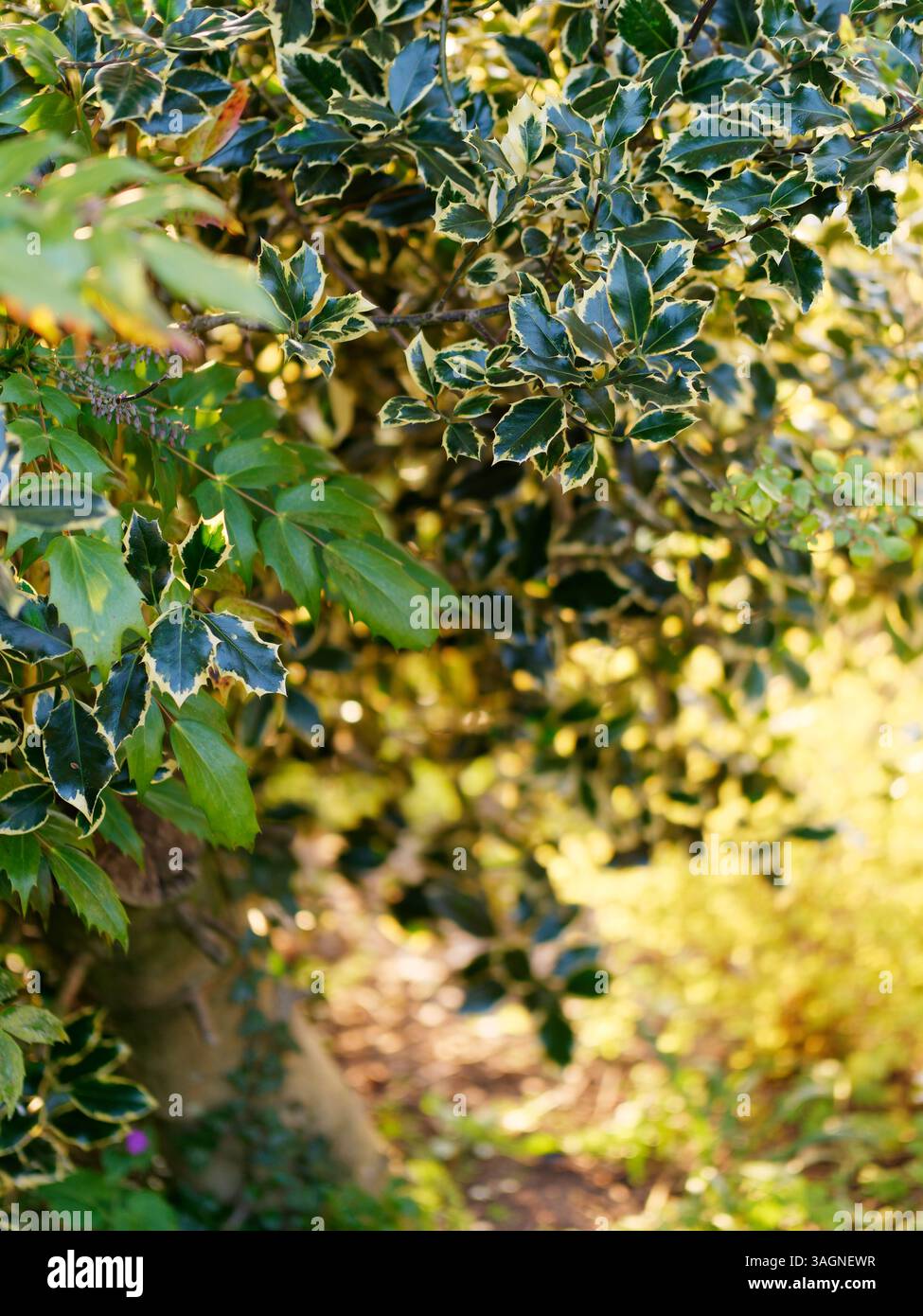 Grüne Blätter mit Wachsstruktur und geringer Tiefe, wenn die Abendsonne die Szene in einem Garten in Biddulph, Staffordshire, beleuchtet, 9. April 2025 Stockfoto