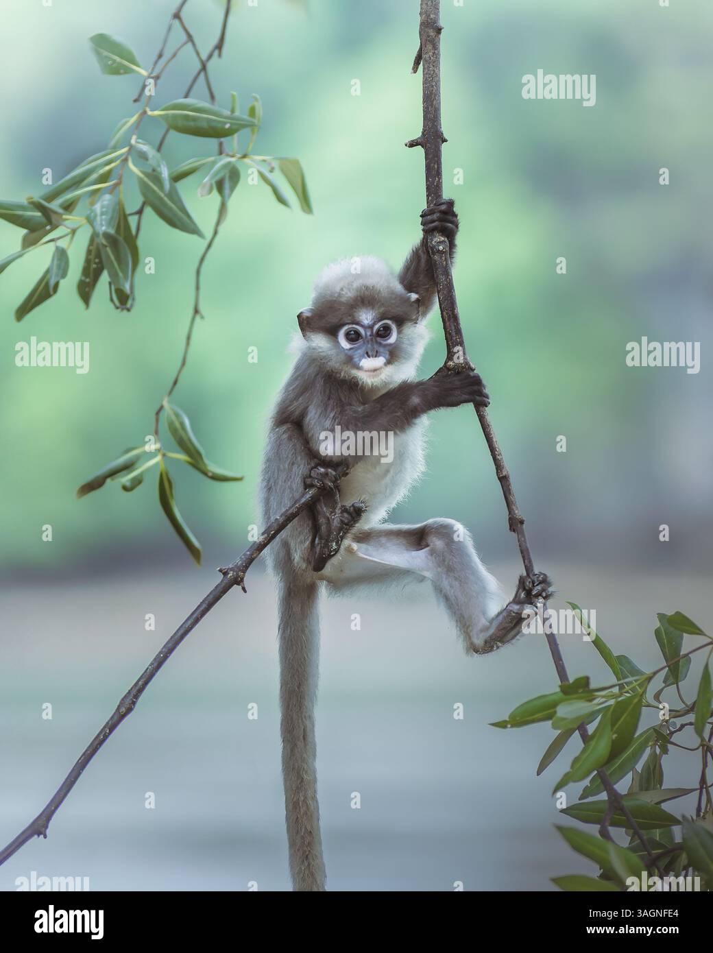 Ein verspielter junger Affe klammert sich an einem schlanken Zweig und zeigt seine Agilität und Neugier. Die ausdrucksstarken großen Augen und das flauschige Fell des Affen. Stockfoto