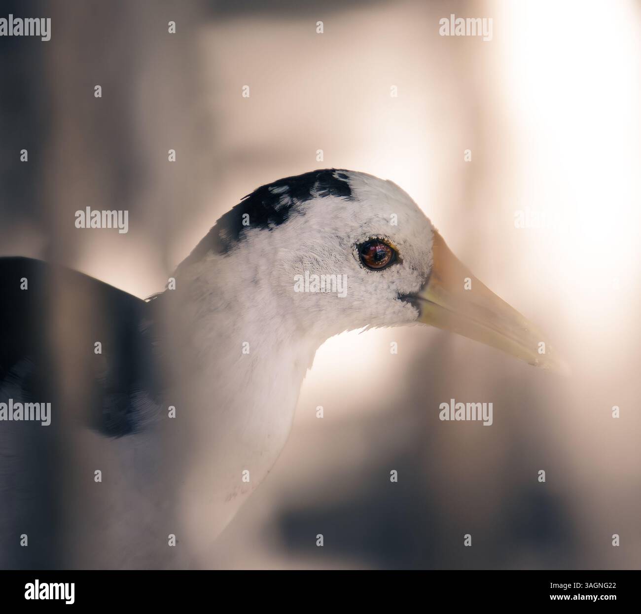 Ein Nahporträt eines Vogels, das seine auffälligen Merkmale wie ein schwarz-weißes Gefieder und einen scharfen gelb-orangen Schnabel hervorhebt. Natürlicher Lebensraum Stockfoto