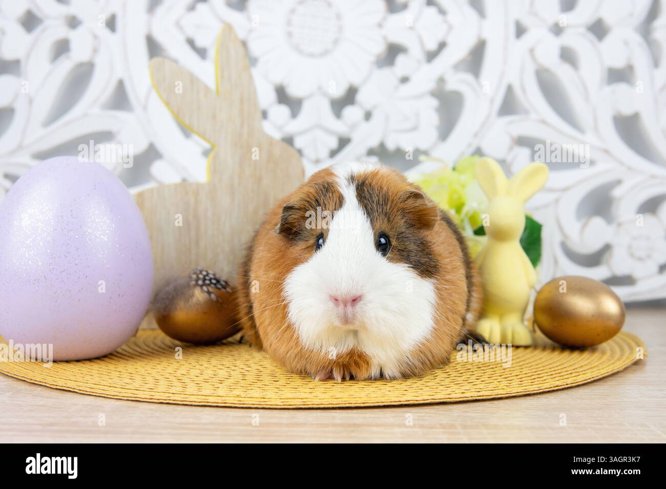 Niedliches amerikanisches Meerschweinchen, Cavia porcellus, bekannt als Cavy oder Domestic Cavy. Echtes Haustier auf weißem Bohème-Oster-Hintergrund. Dekorative Eier. Stockfoto