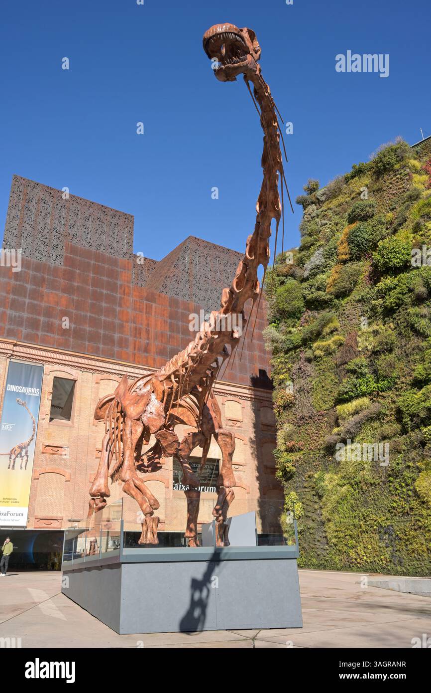 CaixaForum, Dinosaurier Skelett, Patagotitan Mayorum, Paseo del Prado, Madrid, Spanien Stockfoto