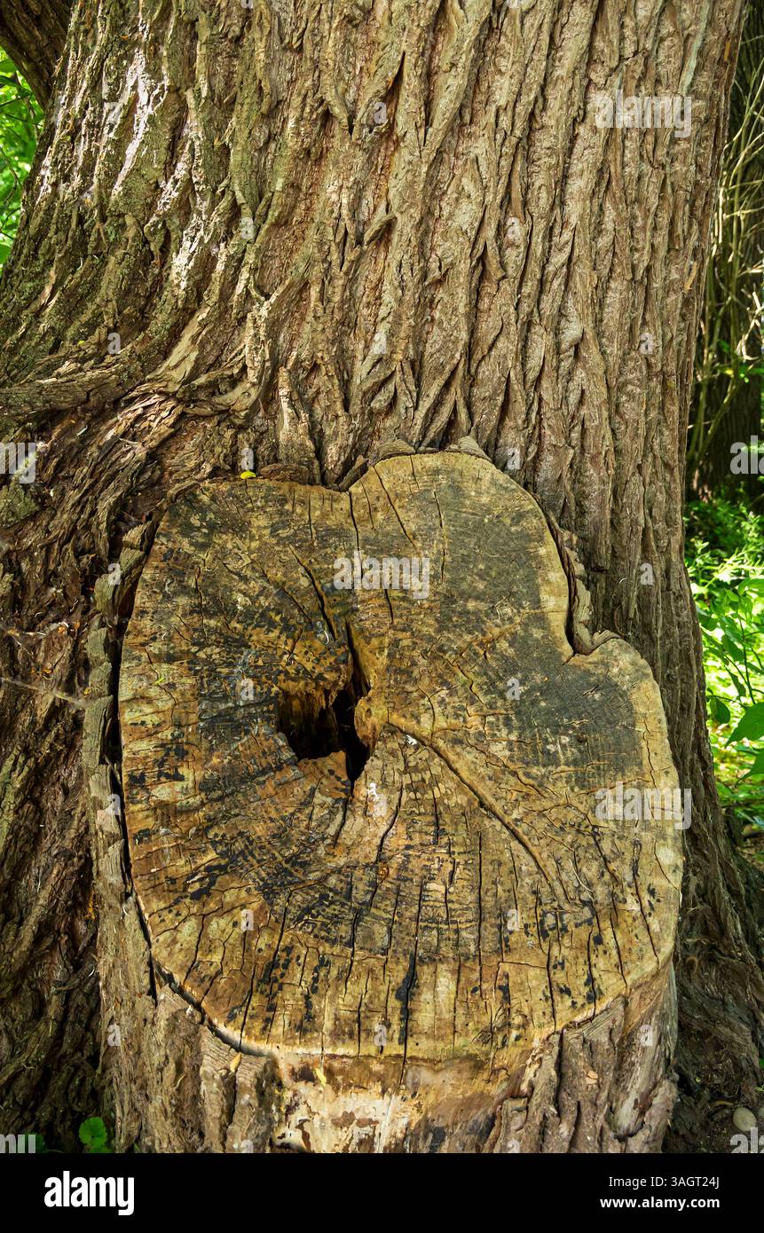 Baumstamm mit gefurchter Rinde und großem Stumpf eines abgeschnittenen Zweiges am Rand des Bodensees auf der Insel Reichenau, Baden-Württemberg. Stockfoto