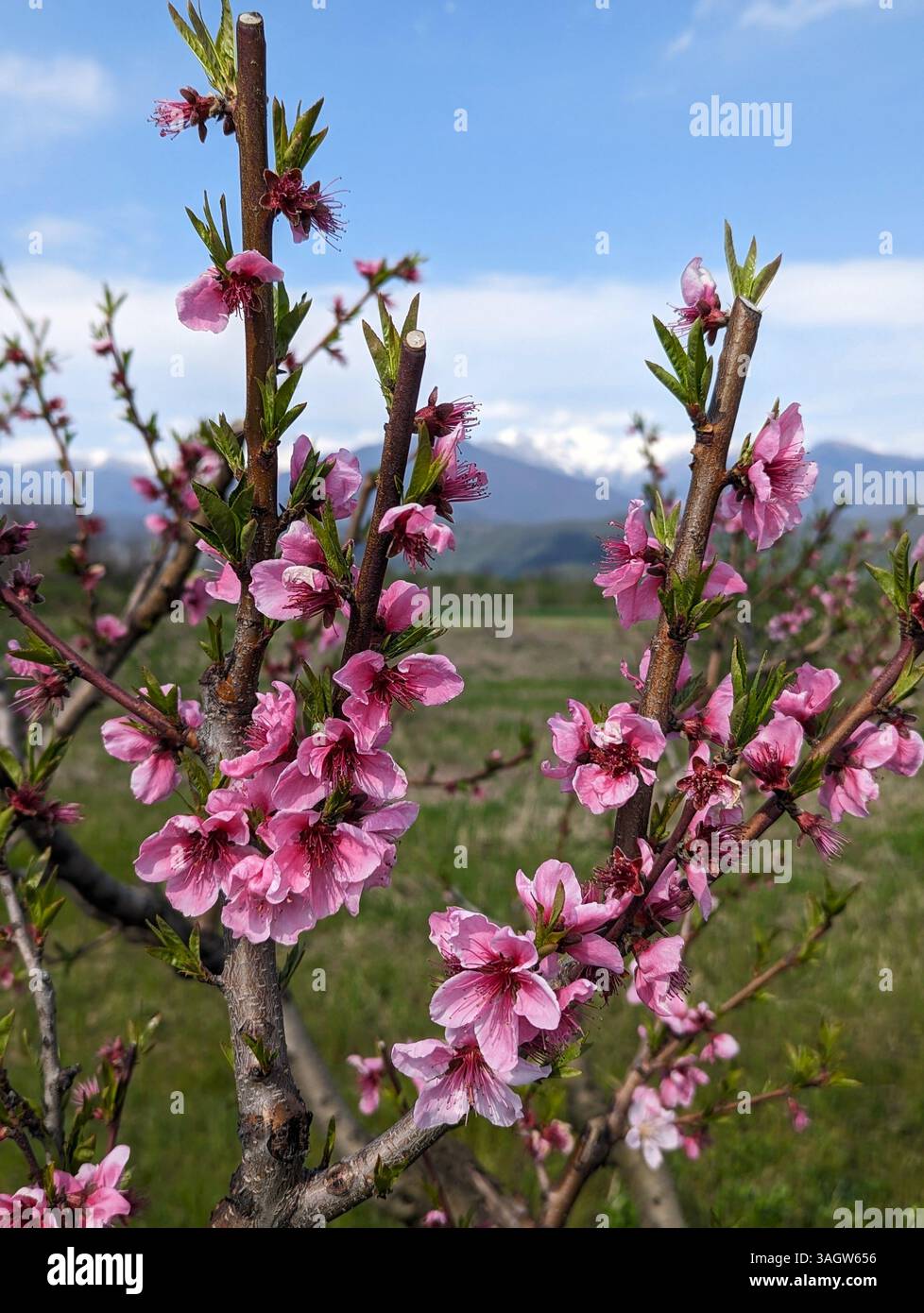 Wunderschöne Pfirsichblüten auf einem Ast vor blauem Himmel. Stockfoto
