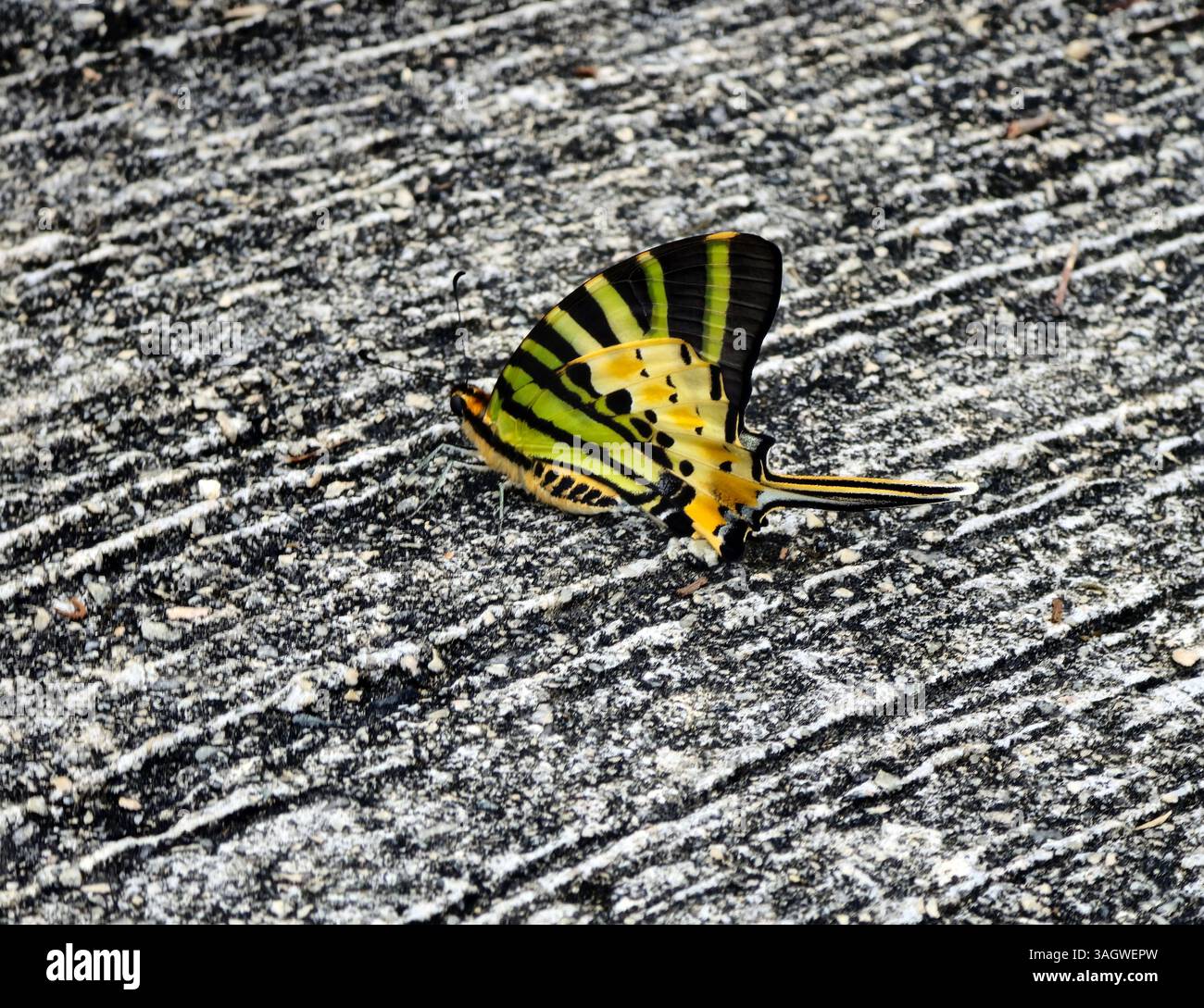 Ein ventraler Blick auf einen 5-bar-Schwertschwanzschmetterling. Foto auf Lamma Island, Hongkong. Stockfoto