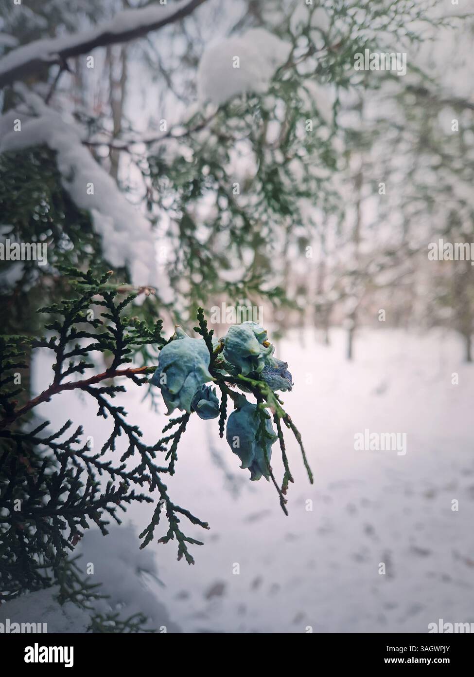 Nahaufnahme Thuja-Zweig mit frischen blauen Kegeln an einem kalten und schneebedeckten Wintertag. Arborvitae, bekannt als der Baum des Lebens - Smartphone-aufgenommenes Stockfoto