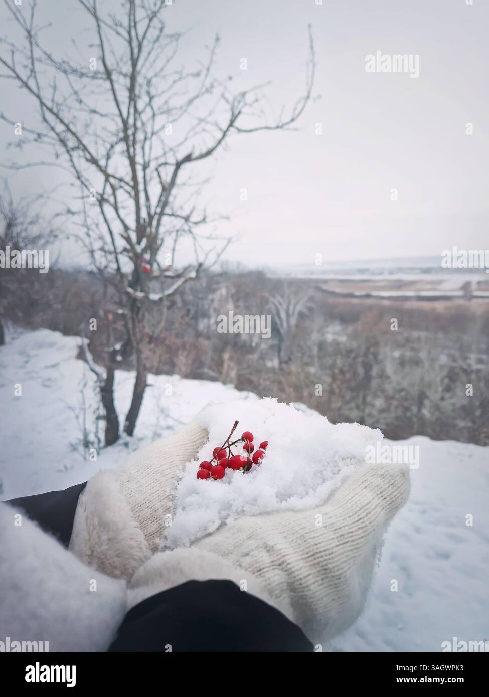 Nahaufnahme einer Frauenhand in Handschuhen mit weißem Schnee und roten Reifen Weißdornbeeren. Winter saisonale natürliche gesunde Früchte - Smartphone-aufgenommenes Stockfoto