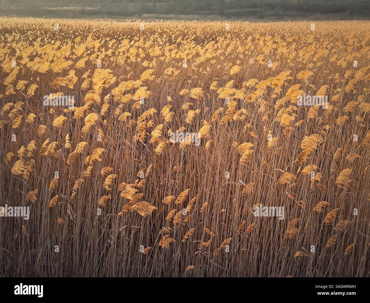 Trockener, strukturierter Hintergrund mit Pflanzensamen schwanken im Wind, der von der golde beleuchtet wird - Smartphone-aufgenommenes Stockfoto