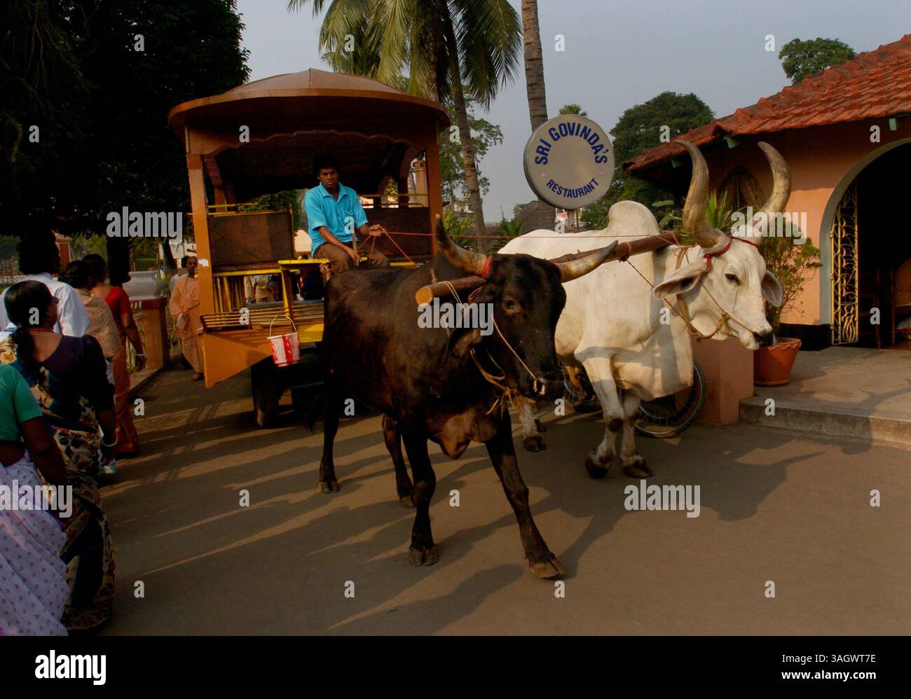 Diwali ist ein offizieller Feiertag in Indien. Religiöse Anhänger feiern Diwali als Lichterfest. Sie zünden Diyas (baumwollartige Fäden, die in kleine Tontöpfe mit Kokosöl eingesetzt werden) an, um den Sieg des Guten über das Böse innerhalb eines Individuums zu symbolisieren. Das fünftägige Festival von Divali findet auf dem Neumond zwischen dem 13. Oktober und dem 14. November statt. IM BILD: Ein Ochsenkarren durch die Straßen von Mayapur, Indien. Stockfoto