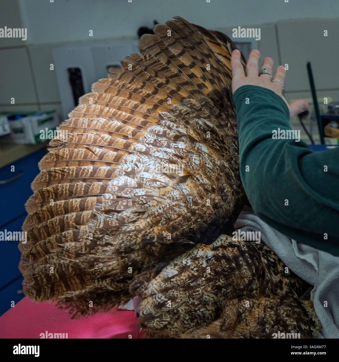 Der aufgefächerte Flügel einer eurasischen Uhu (Bubo bubo بوهة أوراسية) während der Physiotherapie fotografiert im israelischen Wildlife Hospital Ramat Gan, Stockfoto