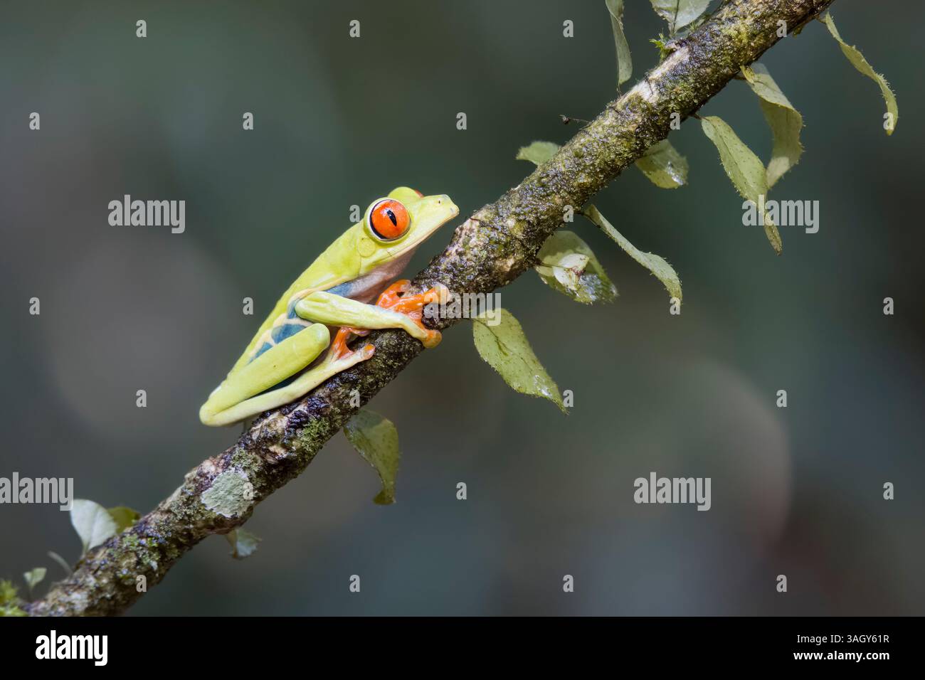 Red-eyed Tree Frog in Costa Rica Stockfoto
