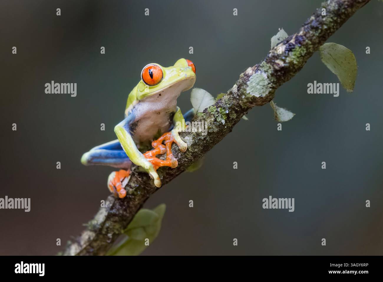 Red-eyed Tree Frog in Costa Rica Stockfoto