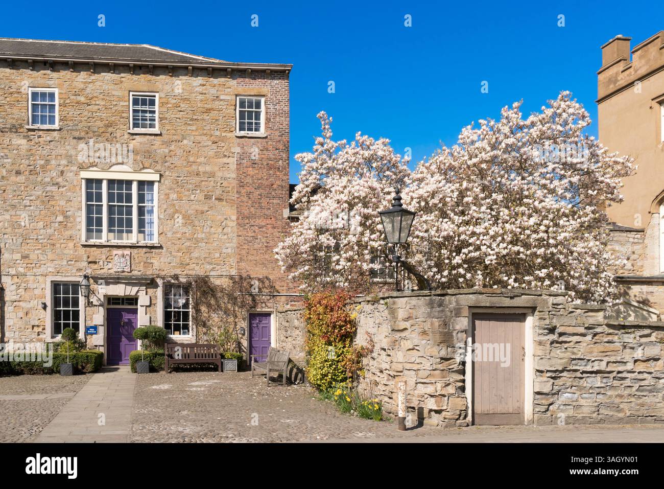 Magnolienbaum blüht am Eingang der Durham Chorister School, England, Großbritannien Stockfoto