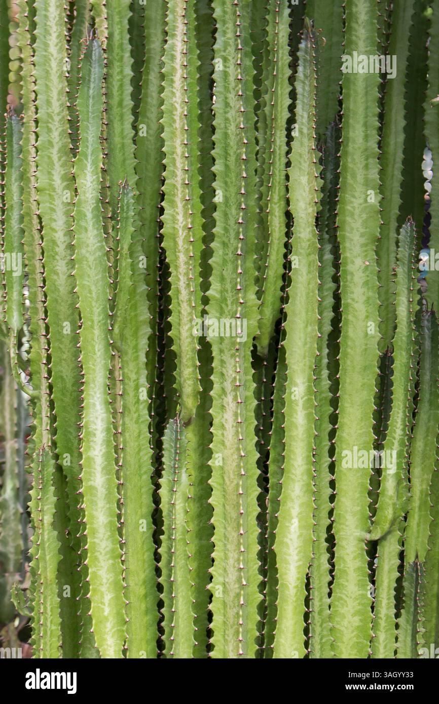 Dreieckige Euphorbia Kaktus Pflanze auf dem Felsenhintergrund  Stockfotografie - Alamy