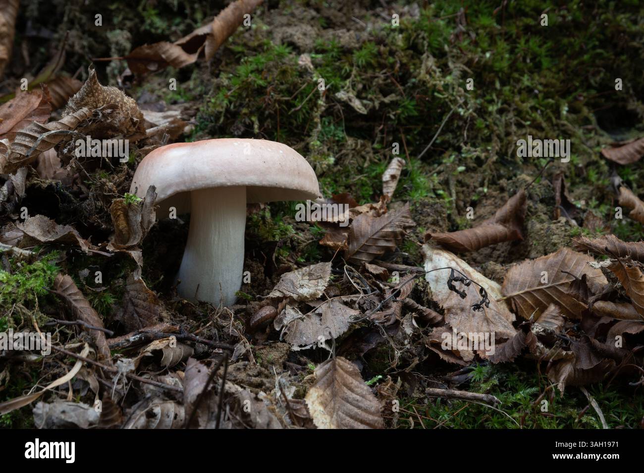 Russula vesca Pilze aus nächster Nähe, Fliegenpilz mit blassroter Kappe und weißem Stiel umgeben von trockenen Blättern und Moos im Herbst im Wald Stockfoto