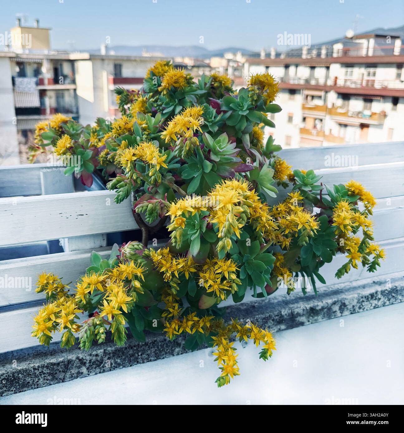 Sedum Palmeri blüht auf einem Balkon. Dekorative Staudensaftpflanze. Gartenkonzept. Stockfoto