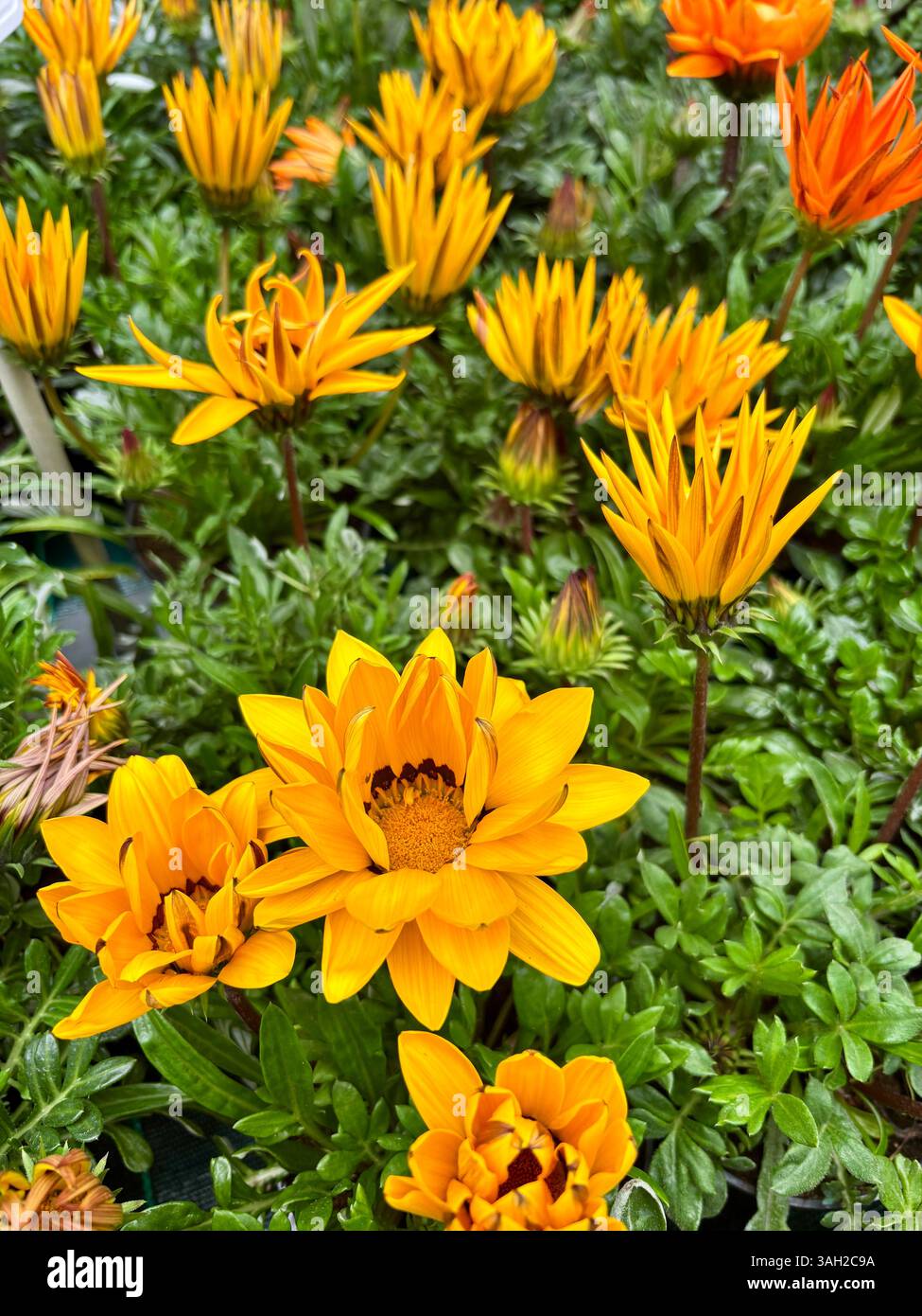 Schöne Gazania oder Schatzblumen in voller Blüte. Perfekt für Blumen- und botanische Themen. Gartenkonzept. Stockfoto