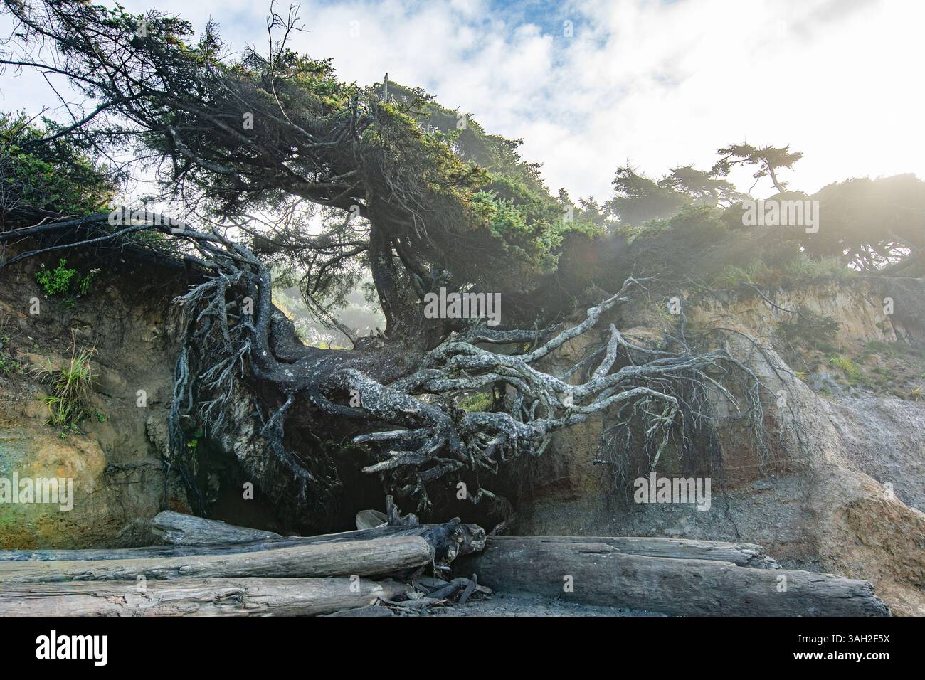 Der Baum des Lebens im Bundesstaat Washington am Kalaloch Beach im Olympic National Park wurde morgens aufgenommen, während Sonnenlicht durch die Wolken strömt Stockfoto