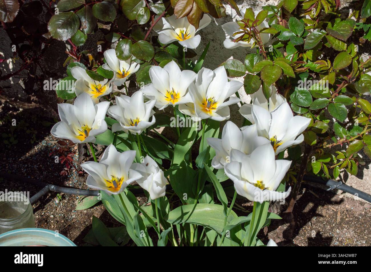 Schöne weiße Tulpen im Garten im Frühling. Knollenblüten. Stockfoto