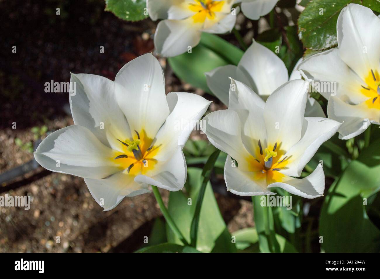 Schöne weiße Tulpen im Garten im Frühling. Knollenblüten. Stockfoto